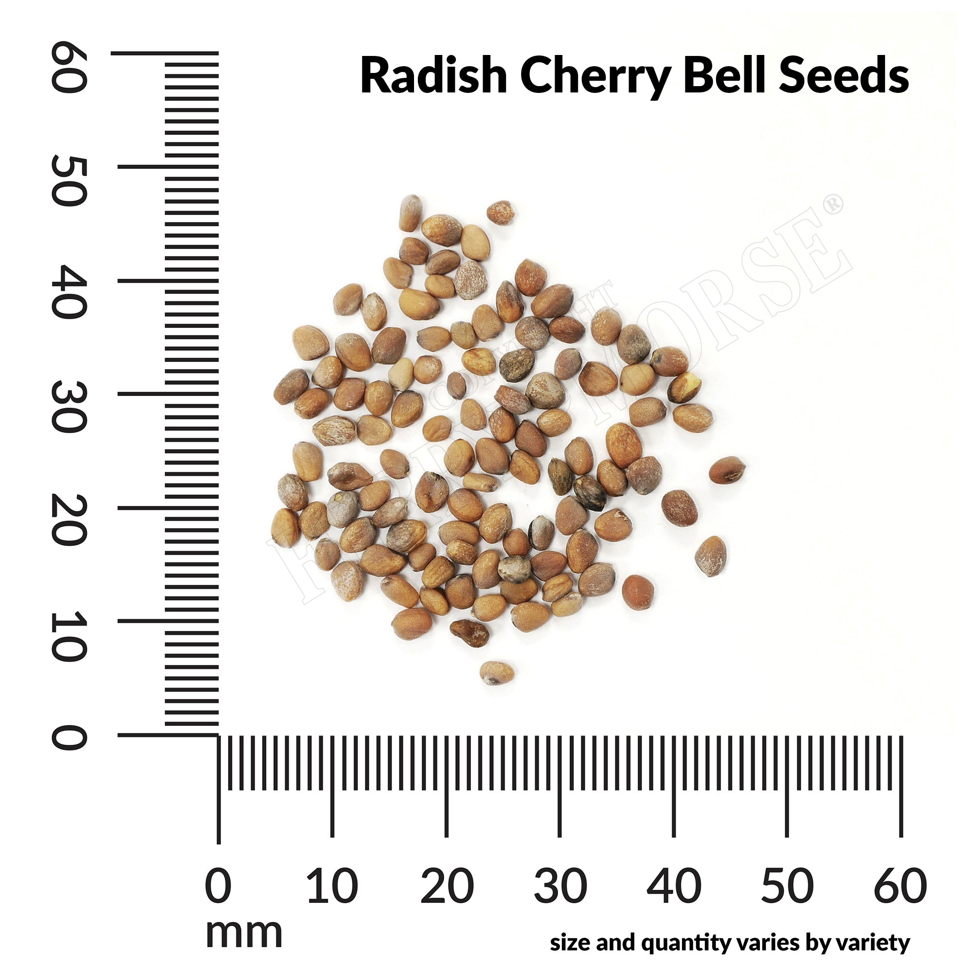 Radish cherry bell seed spill and measurement